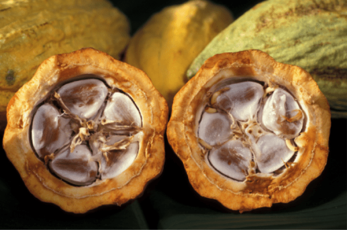 A cocoa bean pod cut in half showing the inner bean.