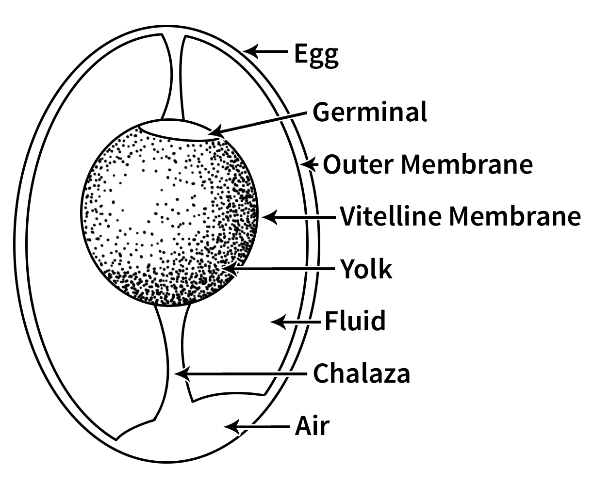 Diagram demonstrates the components of an egg. First there is the outer shell, followed by the outer membrane, then fluid. The round yolk is at the center of the egg. Beneath it is a strip called the chalaza, which leads to an air sac near the shell. At the top of the yolk is the germinal, and around the whole yolk is the vitelline membrane.