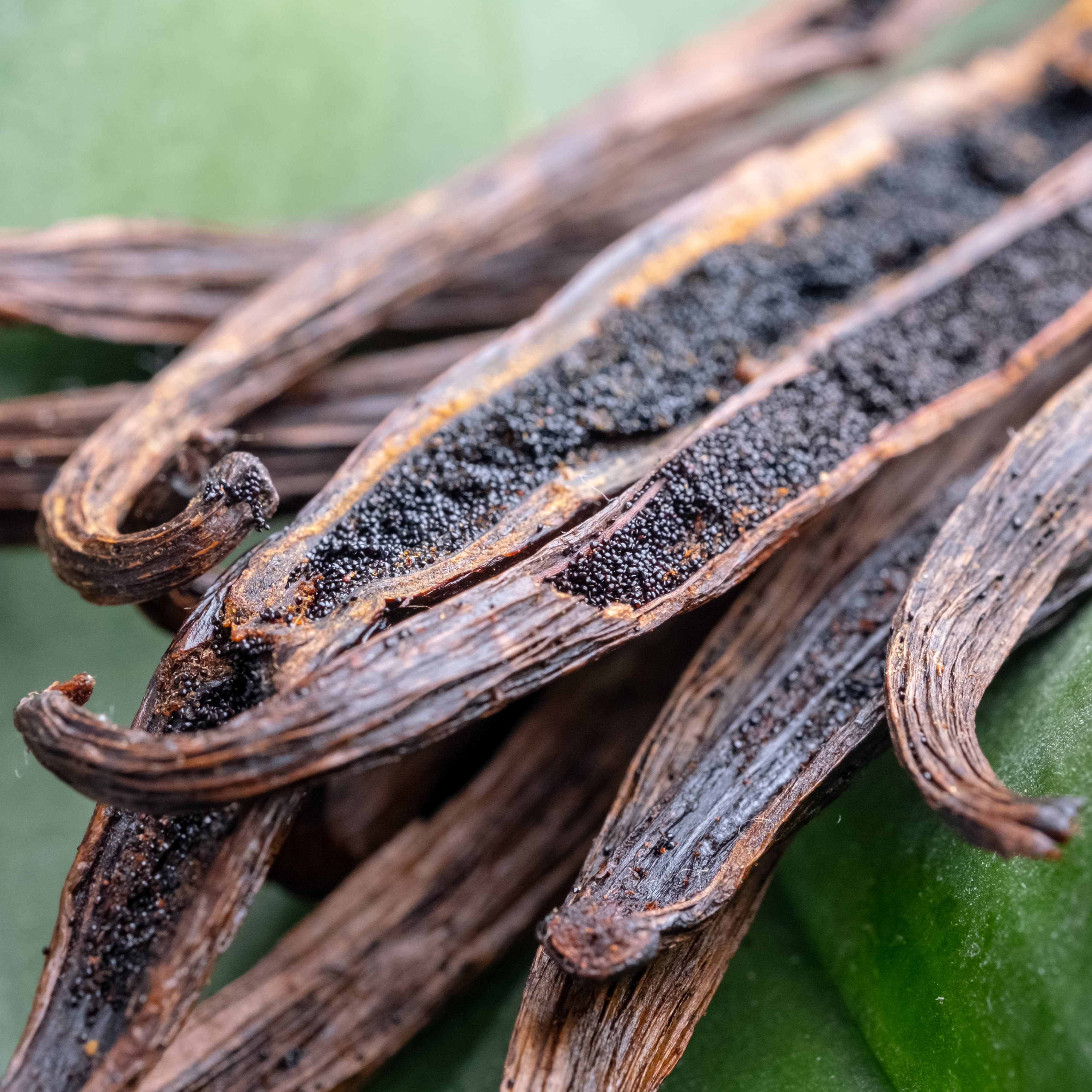 Vanilla beans with vanilla grains on a green background.