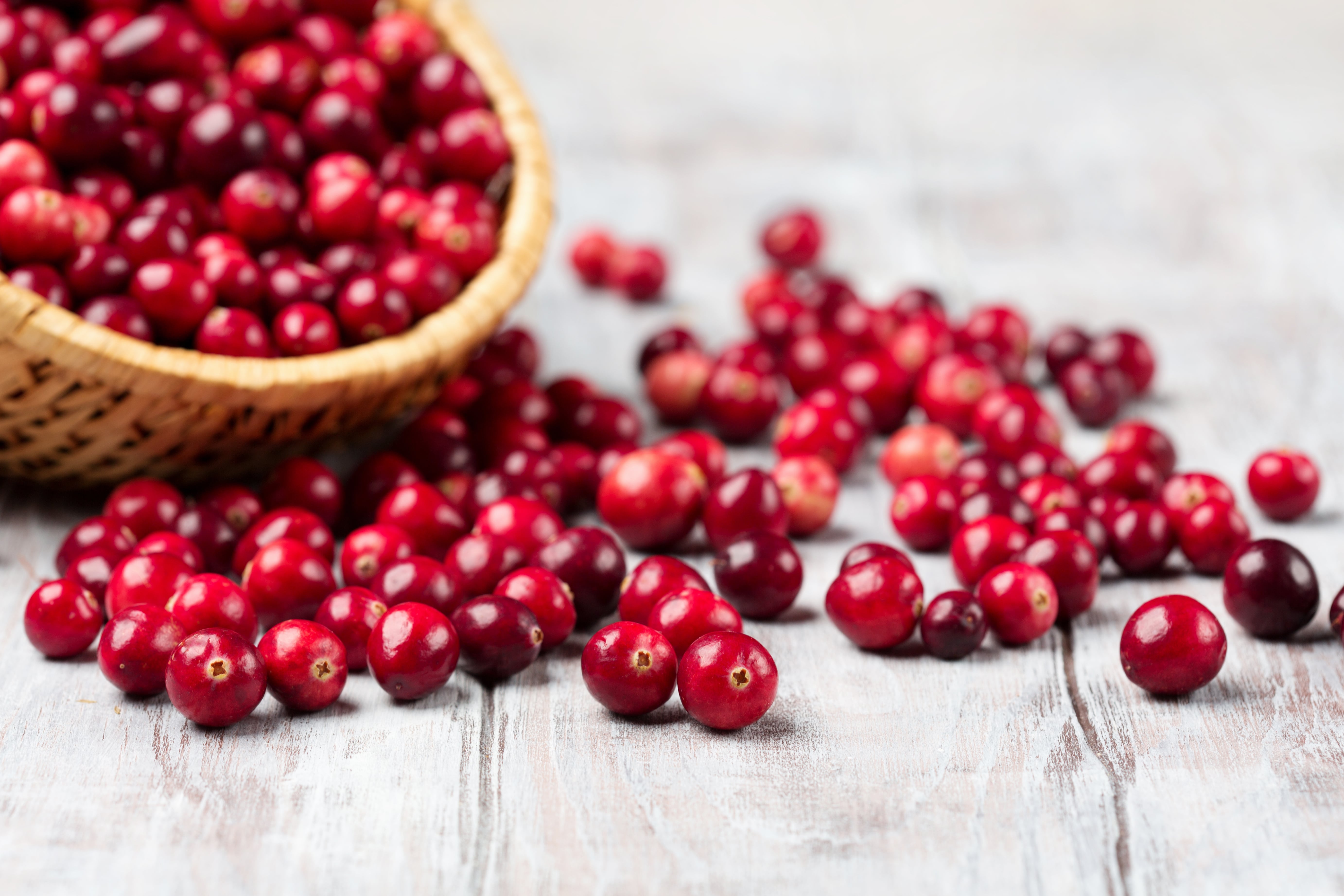 Harvest fresh red cranberries in wicker basket.